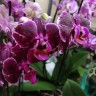 Орхидея Phalaenopsis Broken Heart, multiflora (отцвел)