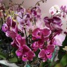 Орхидея Phalaenopsis Broken Heart, multiflora (отцвел)