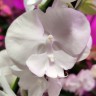 Орхидея Phalaenopsis Big Lip (цветет, РЕАНИМАШКА)