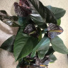 Anthurium Jambo Black