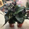 Anthurium Jambo Black