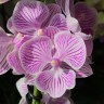Орхидея Phalaenopsis Big Lip, multiflora (отцвел, РЕАНИМАШКА)