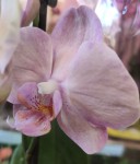 Орхидея Phalaenopsis, multiflora  (отцвел, РЕАНИМАШКА) 