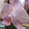 Орхидея Phalaenopsis, multiflora  (отцвел, РЕАНИМАШКА) 