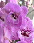 Орхидея Phalaenopsis Big Lip (отцвел, РЕАНИМАШКА) 
