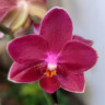 Орхидея Phalaenopsis Perfumе Dazzling Devil, multiflora (отцвел)