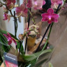 Орхидея Phalaenopsis Perfumе Dazzling Devil, multiflora (отцвел)
