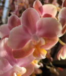 Орхидея Phal.Perfume Oriental, multiflora (отцвел, РЕАНИМАШКА)