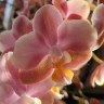 Орхидея Phal.Perfume Oriental, multiflora (отцвел, РЕАНИМАШКА)