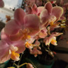 Орхидея Phal.Perfume Oriental, multiflora (отцвел, РЕАНИМАШКА)