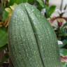 Орхидея Phal.Perfume Oriental, multiflora (отцвел, РЕАНИМАШКА)