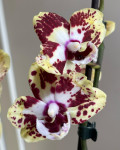 Орхидея Phalaenopsis Vanilla Sky, peloric, Big Lip midi (отцвел)