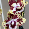 Орхидея Phalaenopsis Vanilla Sky, peloric, Big Lip midi (отцвел)