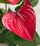 Anthurium Bugatti Royale (деленка без цветков)