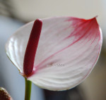 Anthurium Princess Amalia Elegance (отцвёл)