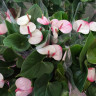 Anthurium Princess Amalia Elegance (отцвёл)