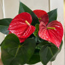 Anthurium Minnesota  