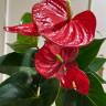 Anthurium Minnesota  