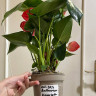 Anthurium Minnesota  