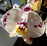 Орхидея Phalaenopsis Kellion (отцвел)