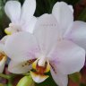Орхидея Phalaenopsis  multiflora (отцвёл)