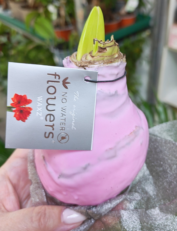 Амариллис в воске на подставке 