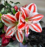 Амариллис ЦВЕТЁТ, в воске на подставке 