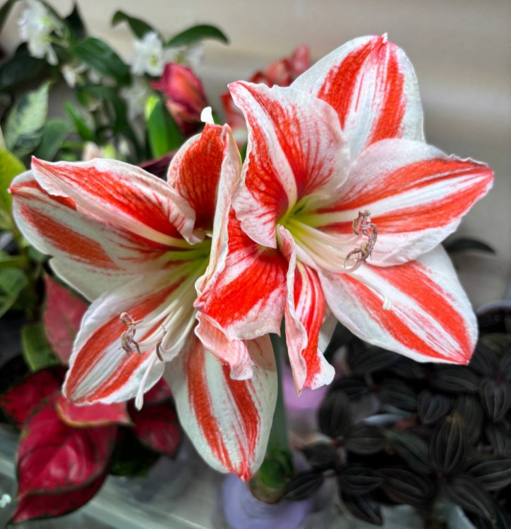 Амариллис ЦВЕТЁТ, в воске на подставке 