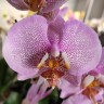 Орхидея Phalaenopsis Pink Dragon (отцвел)