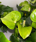 Anthurium Karma Smaragd 