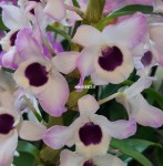 Орхидея Dendrobium Love Memory 'Fizz' (отцвел)