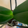 Орхидея Phalaenopsis Sacrifice (отцвел, УЦЕНКА)