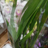 Орхидея Cymbidium 