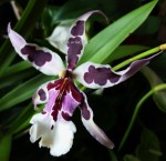 Орхидея Beallara