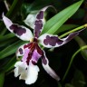 Орхидея Beallara