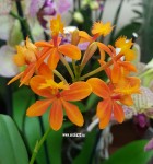 Орхидея Epidendrum Radicans Vigor (отцвел, деленка)