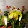 Орхидея Paphiopedilum hybrid   