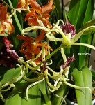 Орхидея Encyclia cochleata x anacheilium sceptrum (отцвел)