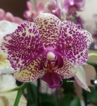 Орхидея Phalaenopsis Yolo (отцвел)