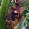 Орхидея Cymbidium Cali Night (отцвел)