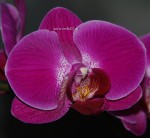 Орхидея Phalaenopsis Belline (отцвел)