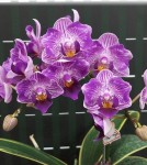 Орхидея Phal. Sogo Vivien 'SOGO F858', variegata & peloric (отцвёл)