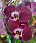 Орхидея Phalaenopsis Magdalena (отцвела)