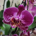 Орхидея Phalaenopsis (цветет, РЕАНИМАШКА)  