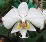 Орхидея Phalaenopsis philippinensis (еще не цвёл, РЕАНИМАШКА) 