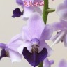 Орхидея Phal. Memoria Val Rettig (отцвел) 
