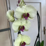 Орхидея Phalaenopsis (отцвёл)