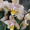Орхидея Phal. Perfumе Scention peloric, multiflora (отцвел) 