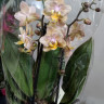 Орхидея Phal. Perfumе Scention peloric, multiflora (отцвел) 