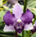 Орхидея Phal. Tzu Chiang Sapphire Blue, peloric 3 lips (отцвел)